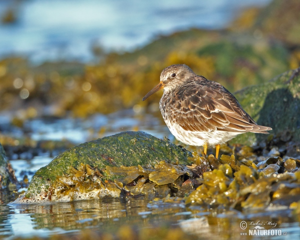 Pobrežník morský (Calidris maritima)