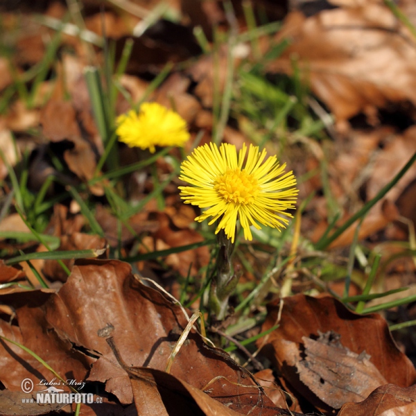 Podběl lékařský (Tussilago farfara)