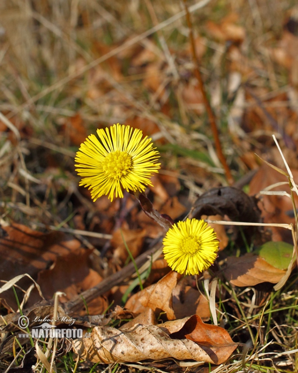 Podběl lékařský (Tussilago farfara)