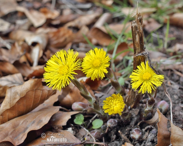 Podběl lékařský (Tussilago farfara)