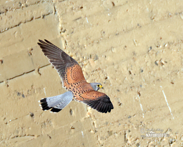 Poštolka obecná (Falco tinnunculus)