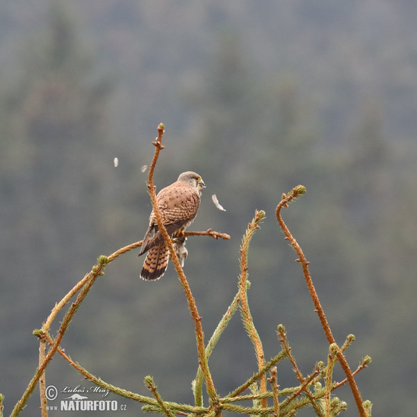 Poštolka obecná (Falco tinnunculus)