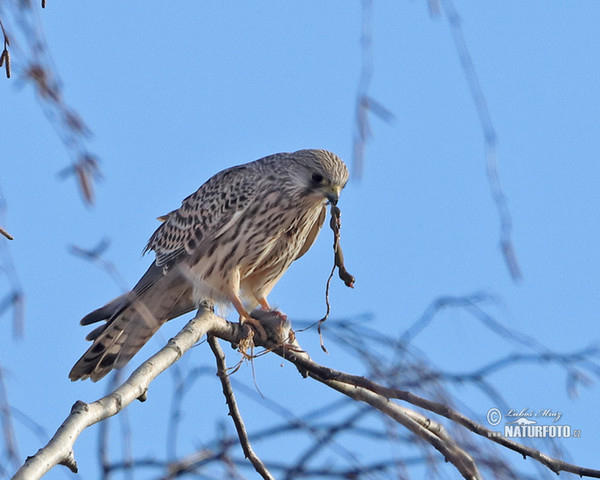 Poštolka obecná (Falco tinnunculus)