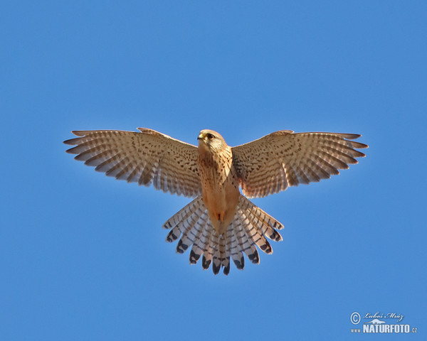 Poštolka obecná (Falco tinnunculus)