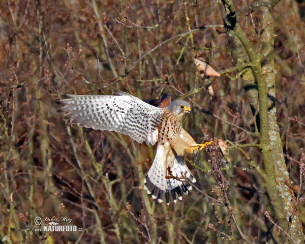 Poštolka obecná (Falco tinnunculus)