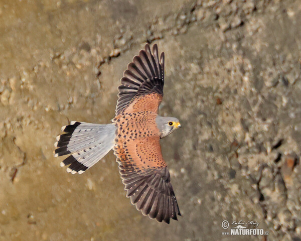 Poštolka obecná (Falco tinnunculus)