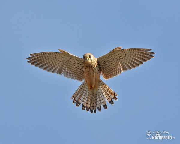 Poštolka obecná (Falco tinnunculus)