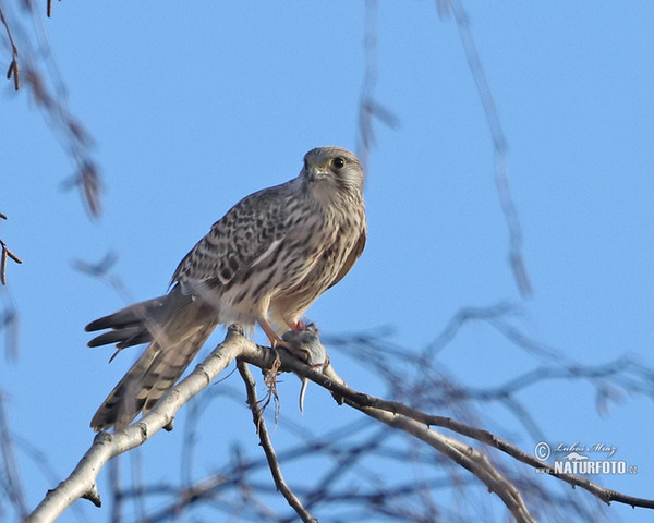 Poštolka obecná (Falco tinnunculus)