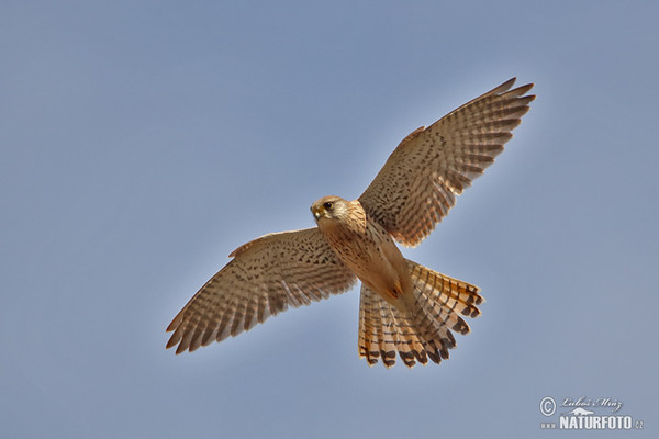 Poštolka obecná (Falco tinnunculus)