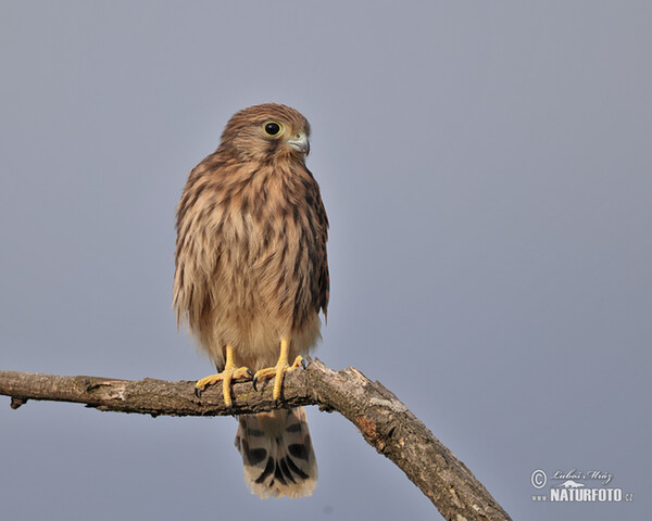 Poštolka obecná (Falco tinnunculus)