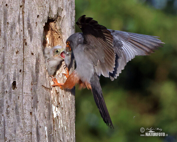 Poštolka rudonohá (Falco vespertinus)
