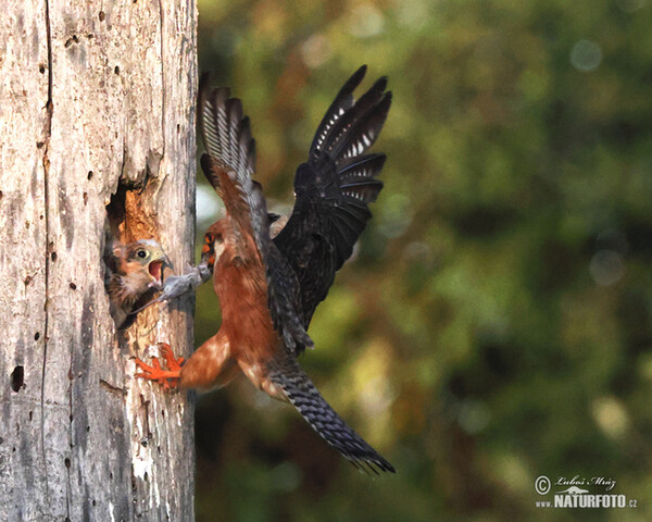 Poštolka rudonohá (Falco vespertinus)
