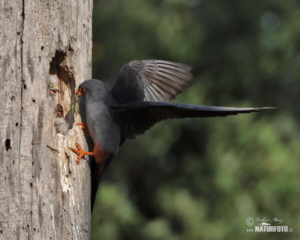 Poštolka rudonohá (Falco vespertinus)