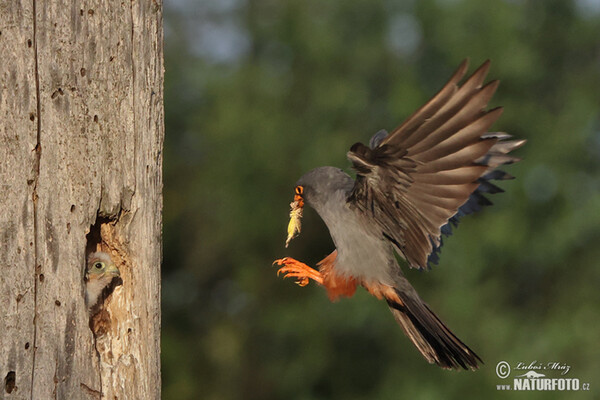 Poštolka rudonohá (Falco vespertinus)