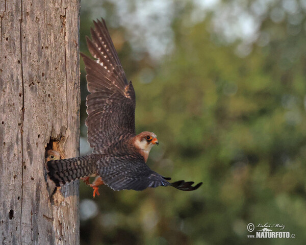 Poštolka rudonohá (Falco vespertinus)