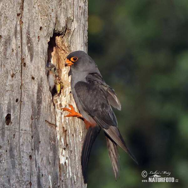Poštolka rudonohá (Falco vespertinus)