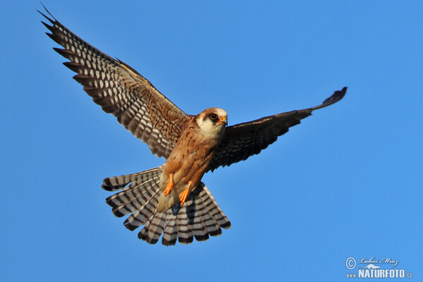 Poštolka rudonohá (Falco vespertinus)