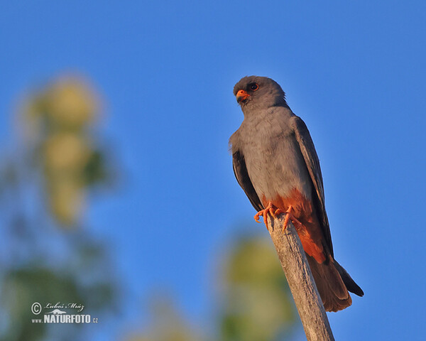 Poštolka rudonohá (Falco vespertinus)