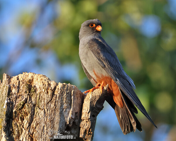 Poštolka rudonohá (Falco vespertinus)