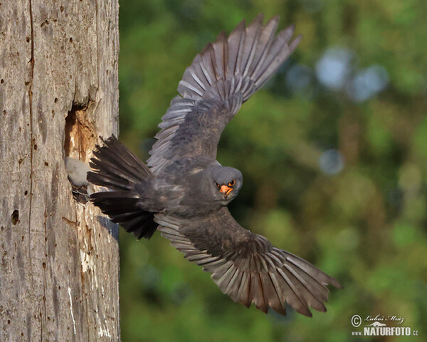 Poštolka rudonohá (Falco vespertinus)