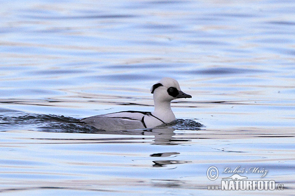 Potápač biely (Mergus albellus)