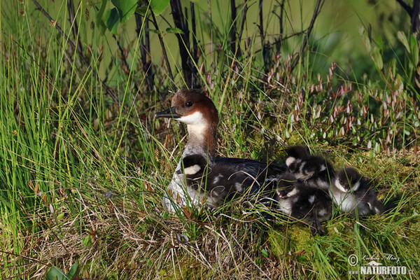 Potápač biely (Mergus albellus)