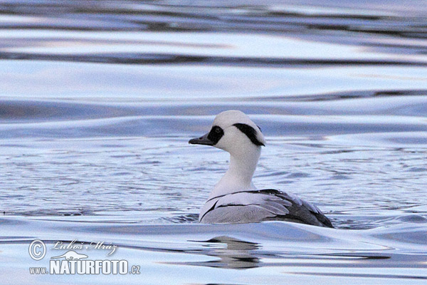 Potápač biely (Mergus albellus)