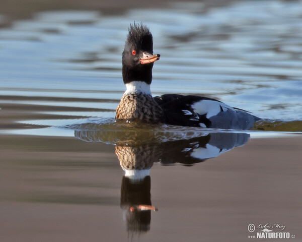 Potápač dlhozobý (Mergus serrator)