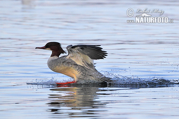 Potápač veľký (Mergus merganser)