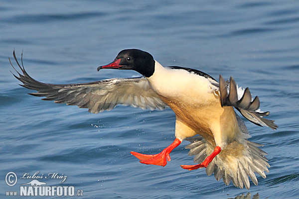 Potápač veľký (Mergus merganser)