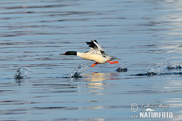 Potápač veľký (Mergus merganser)