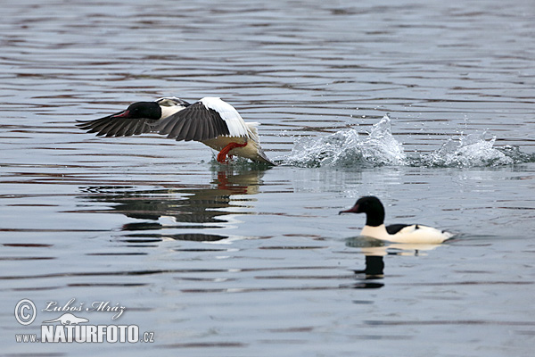 Potápač veľký (Mergus merganser)