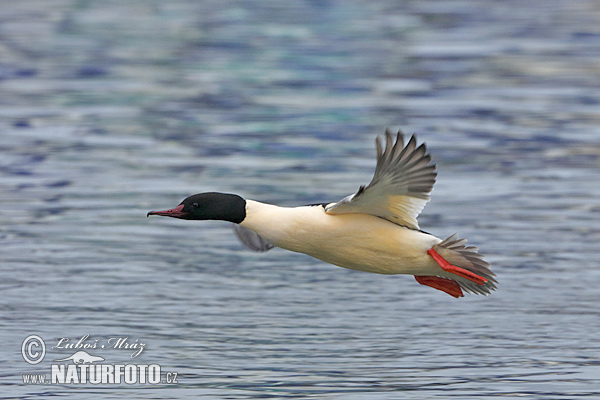 Potápač veľký (Mergus merganser)