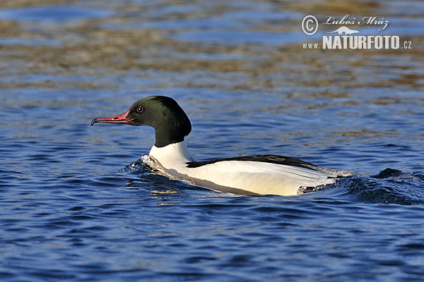 Potápač veľký (Mergus merganser)