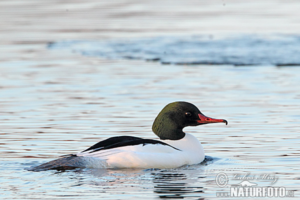 Potápač veľký (Mergus merganser)