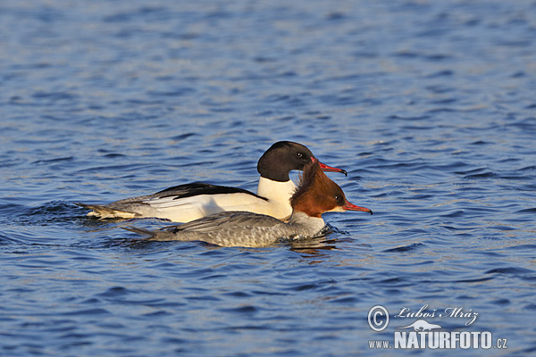 Potápač veľký (Mergus merganser)