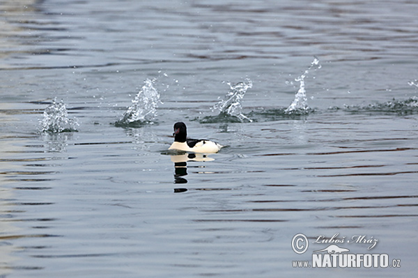 Potápač veľký (Mergus merganser)