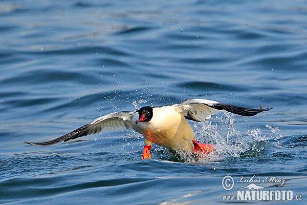 Potápač veľký (Mergus merganser)