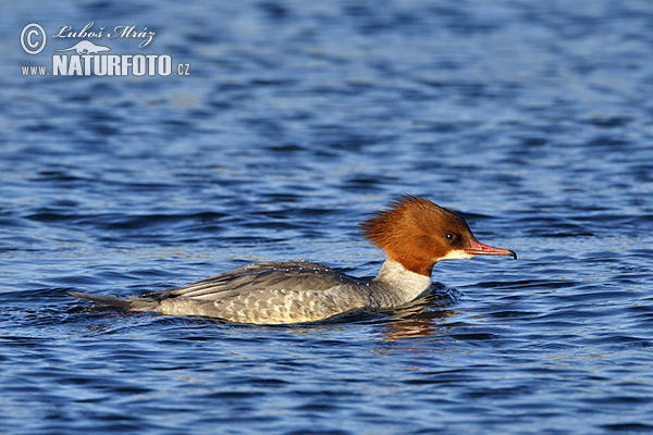 Potápač veľký (Mergus merganser)