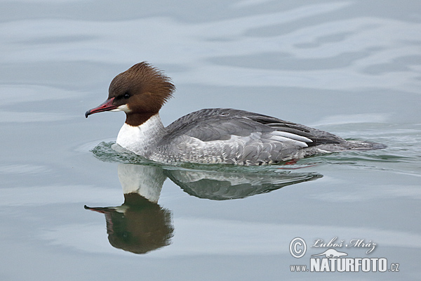 Potápač veľký (Mergus merganser)