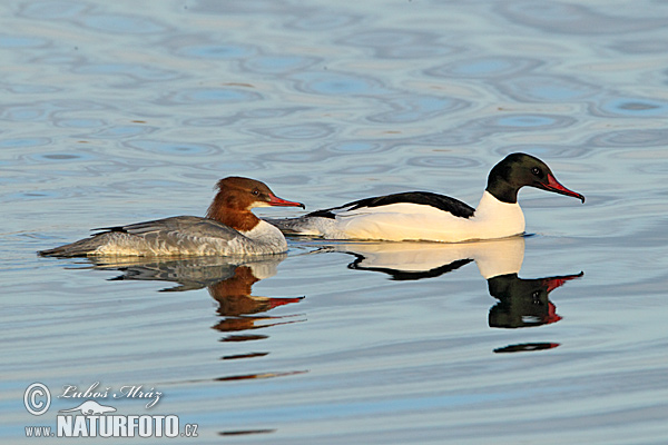 Potápač veľký (Mergus merganser)