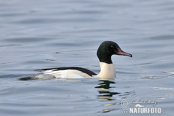 Potápač veľký (Mergus merganser)