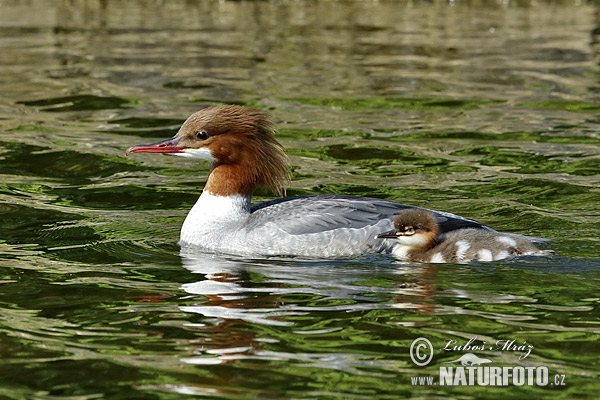 Potápač veľký (Mergus merganser)