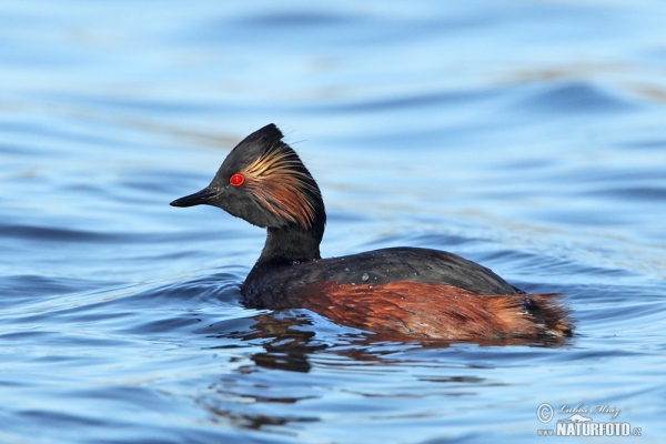 Potápka černokrká (Podiceps nigricollis)