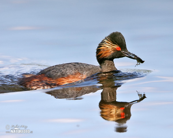 Potápka černokrká (Podiceps nigricollis)