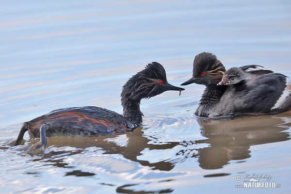 Potápka černokrká (Podiceps nigricollis)