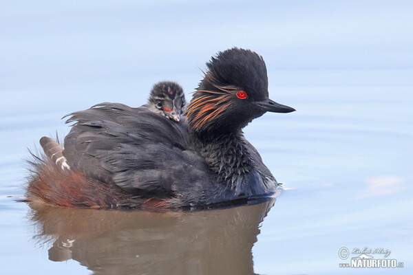 Potápka černokrká (Podiceps nigricollis)