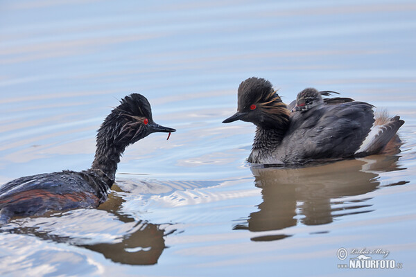 Potápka černokrká (Podiceps nigricollis)