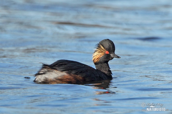 Potápka černokrká (Podiceps nigricollis)