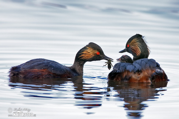 Potápka černokrká (Podiceps nigricollis)